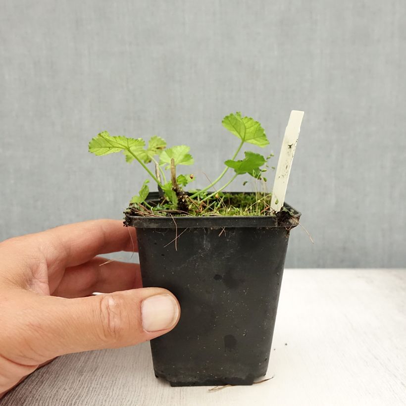 Malva moschata Alba - Musk Mallow 7/8 cm pot sample as delivered in summer