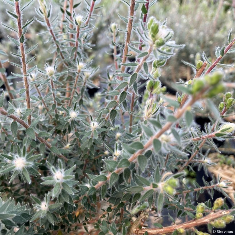 Melaleuca squamea (Foliage)