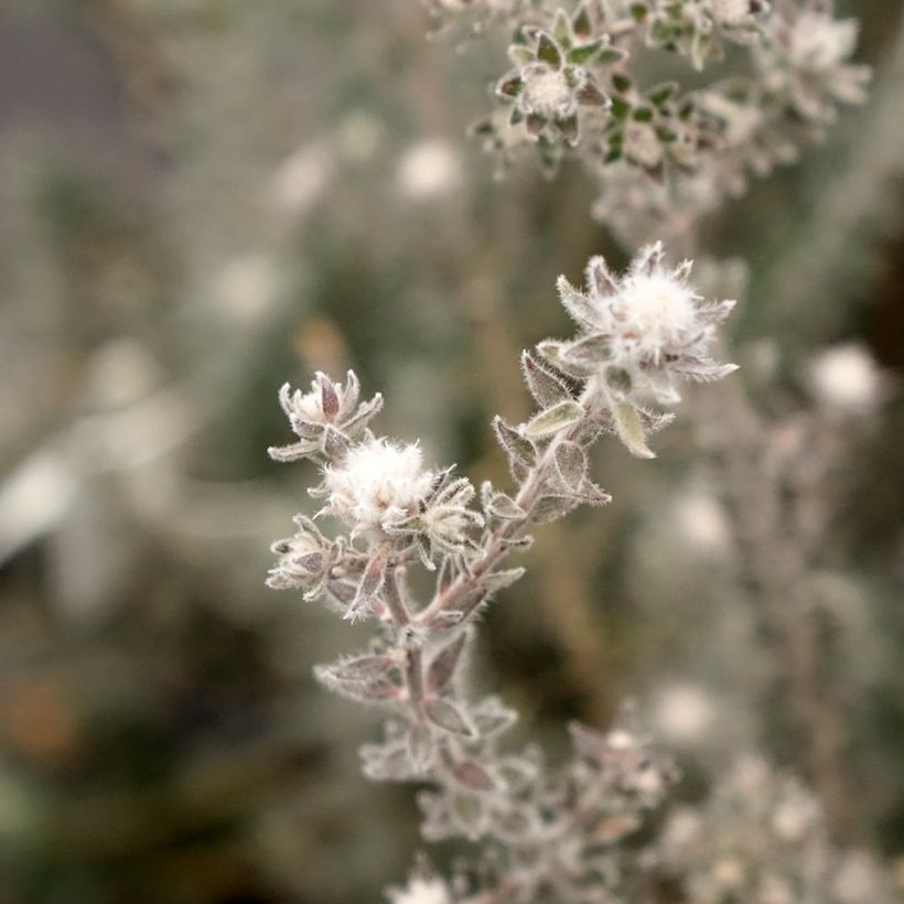 Melaleuca squamea (Flowering)
