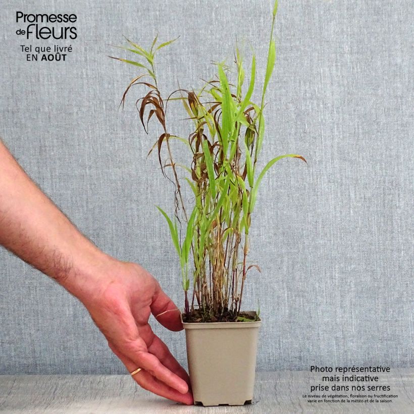 Melica altissima Atropurpurea 8/9 cm pot sample as delivered in summer