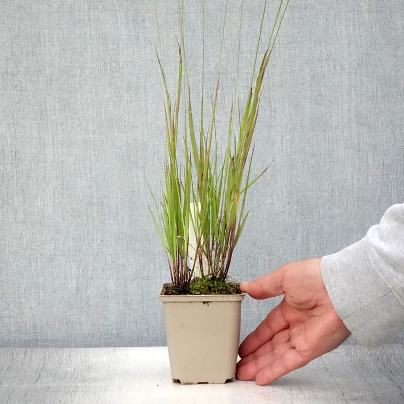 Melica nutans 8/9 cm pot sample as delivered in summer