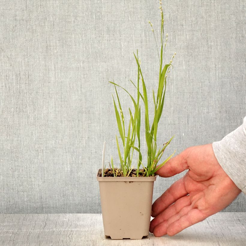 Melica uniflora f. albida 8/9 cm pot sample as delivered in spring