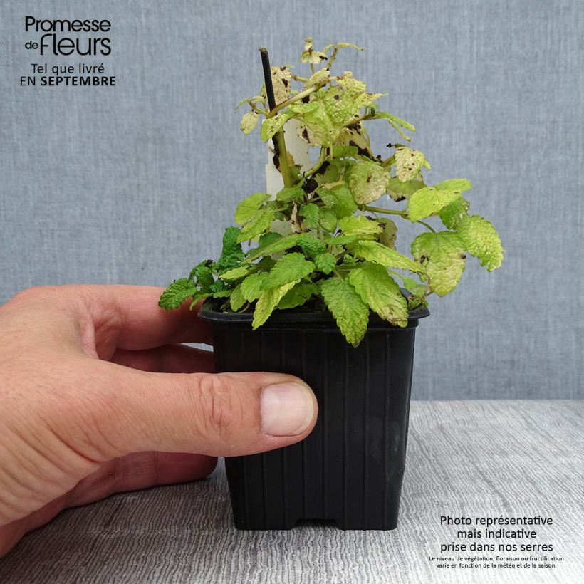 Melissa officinalis Aurea 8/9 cm pot sample as delivered in summer