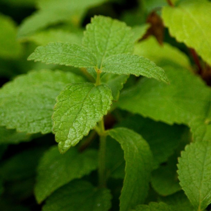 Melittis melissophyllum Alba (Foliage)