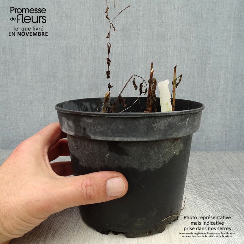 Melittis melissophyllum Alba 2L/3L pot sample as delivered in autumn
