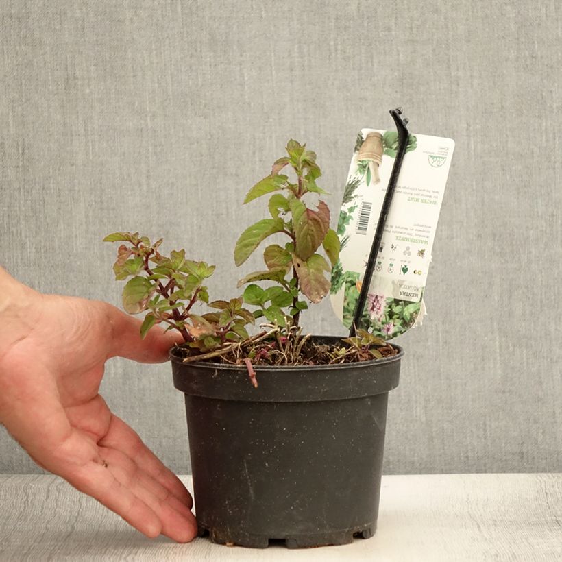 Water Mint - Mentha aquatica 1.5L/2L pot sample as delivered in summer