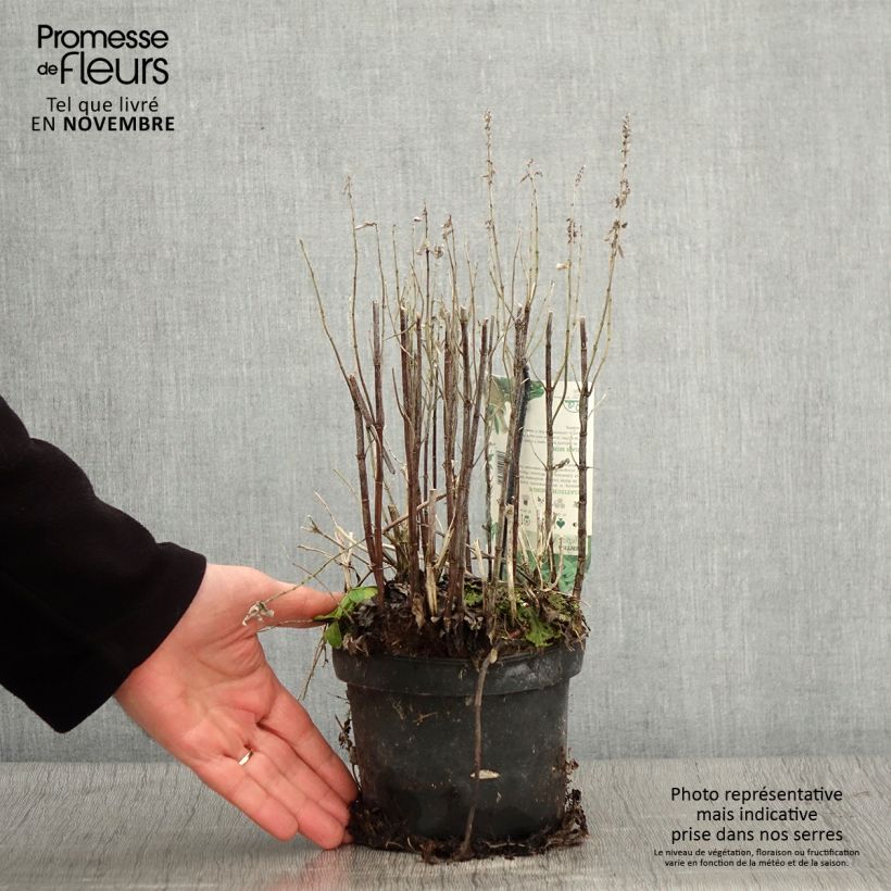 Mentha asiatica var asiatica - Mint 1.5L/2L pot sample as delivered in autumn