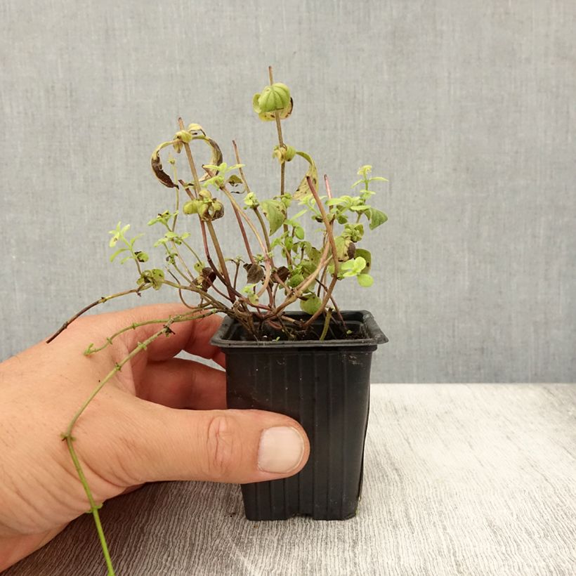 Organic Mentha arvensis Banana 8/9 cm pot sample as delivered in summer