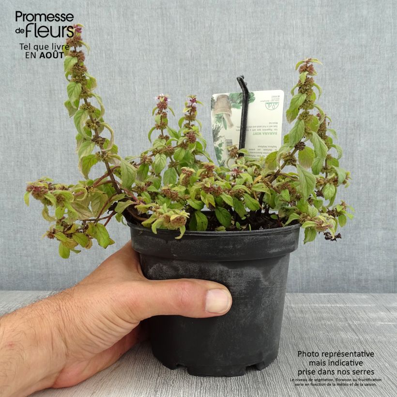 Mentha arvensis Banana 1.5L/2L pot sample as delivered in summer