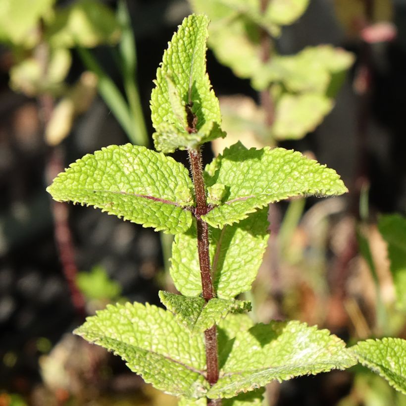 Mentha haplocalyx - Mint (Foliage)