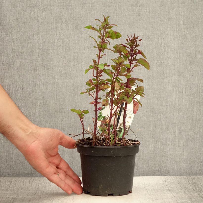 Chocolate Mint - Mentha x piperita schocominze 1.5L/2L pot sample as delivered in summer