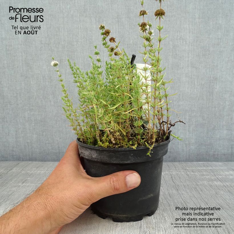 Hart's Pennyroyal - Mentha cervina 1.5L/2L pot sample as delivered in summer