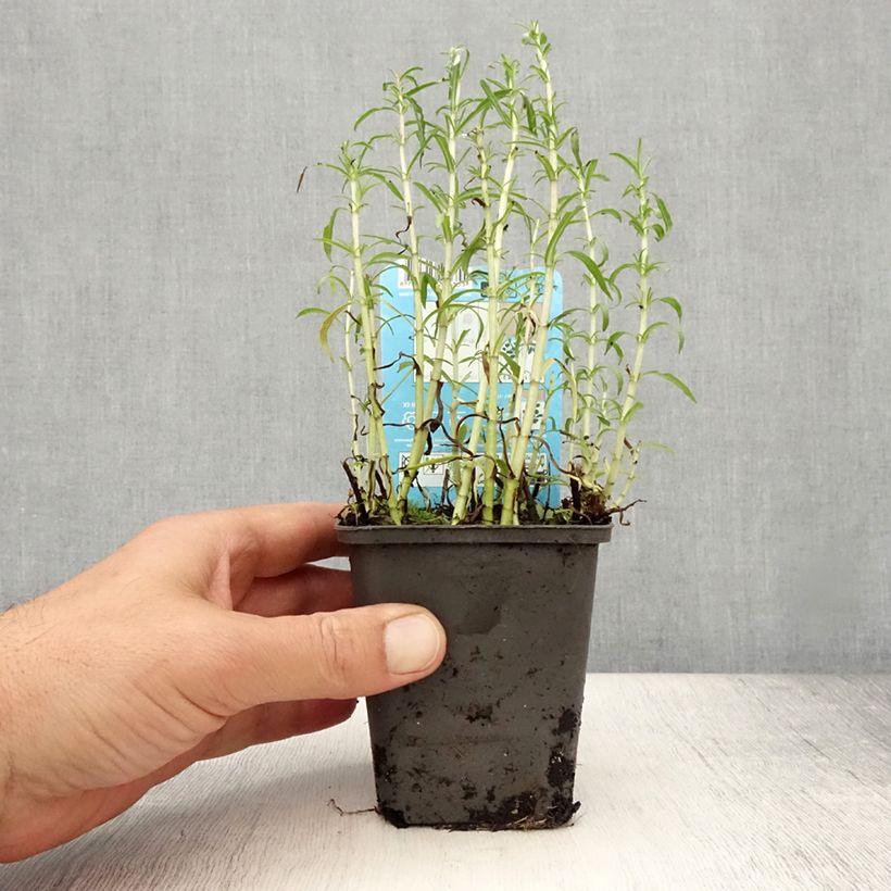 Mentha cervina Alba 8/9 cm pot sample as delivered in summer