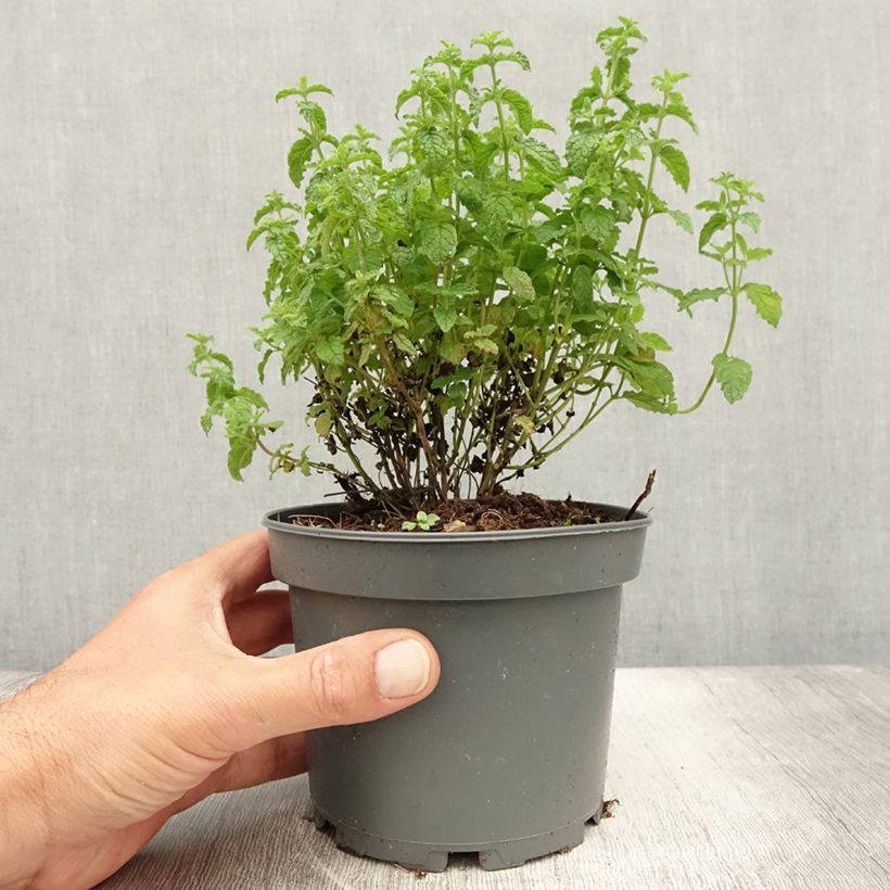 Mentha spicata Fraise 1.5L/2L pot sample as delivered in summer
