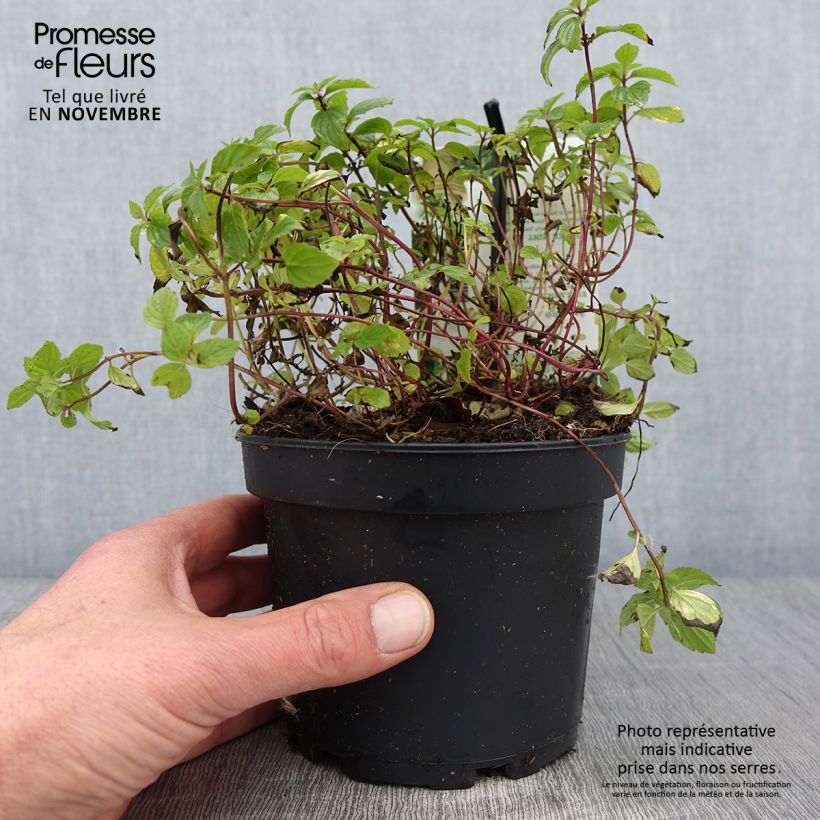 Mentha piperita Ginger 1.5L/2L pot sample as delivered in autumn