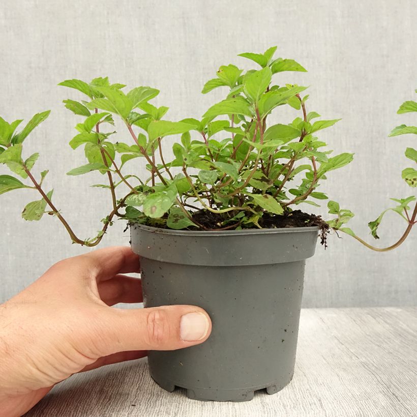 Mentha piperita Ginger 1.5L/2L pot sample as delivered in summer
