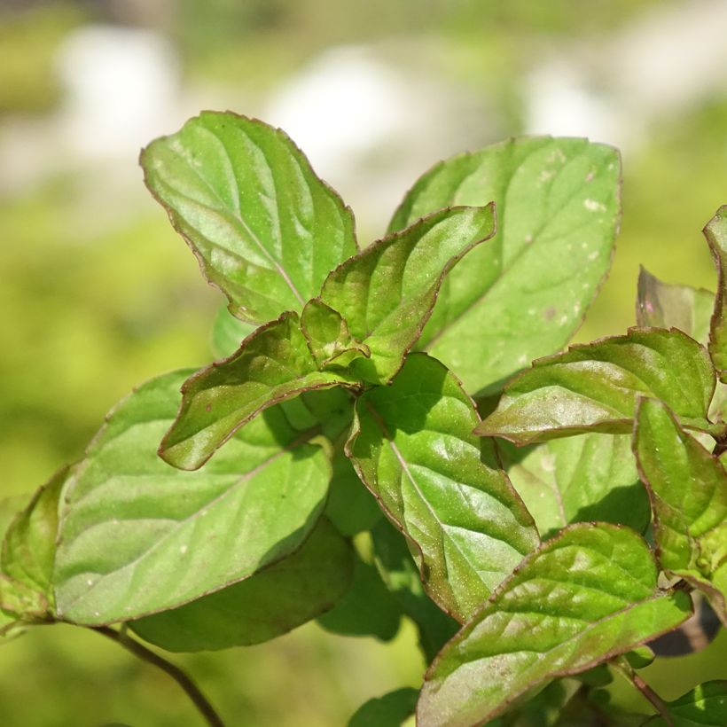 Organic Mentha citrata Goût d'Orange (Foliage)