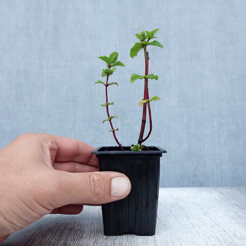 Mentha spicata Wintergreen - Mint 8/9 cm pot sample as delivered in summer
