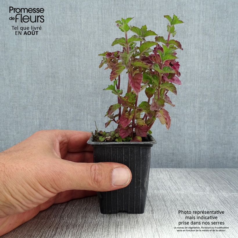 Mentha citrata Grapefruit 7/8 cm pot sample as delivered in summer