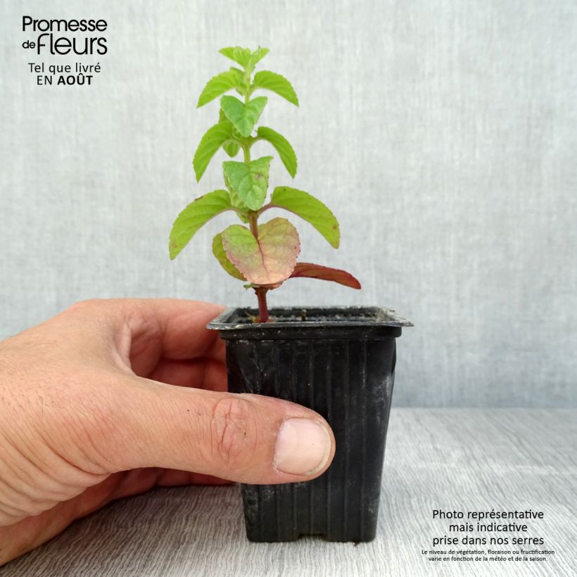 Organic Mentha rotundifolia 8/9 cm pot sample as delivered in summer