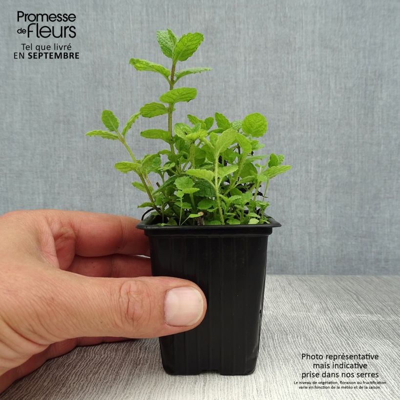 Mentha suaveolens 8/9 cm pot sample as delivered in summer