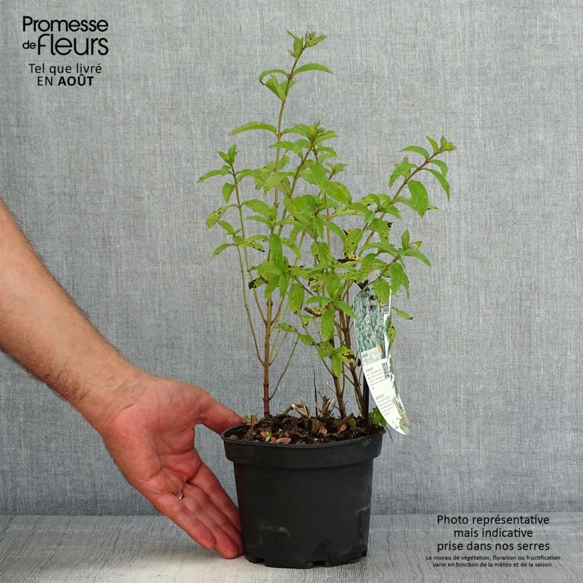 Mentha piperita Swiss 1.5L/2L pot sample as delivered in summer