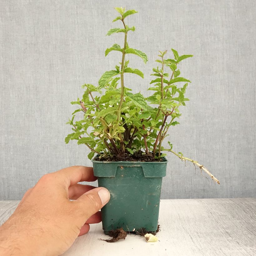 Mentha spicata Hollywood 10cm/11cm pot sample as delivered in summer