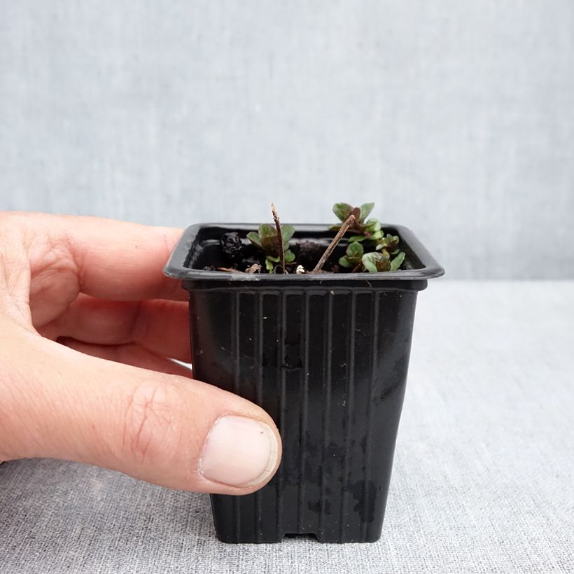Mentha smithiana rubra 8/9 cm pot sample as delivered in spring