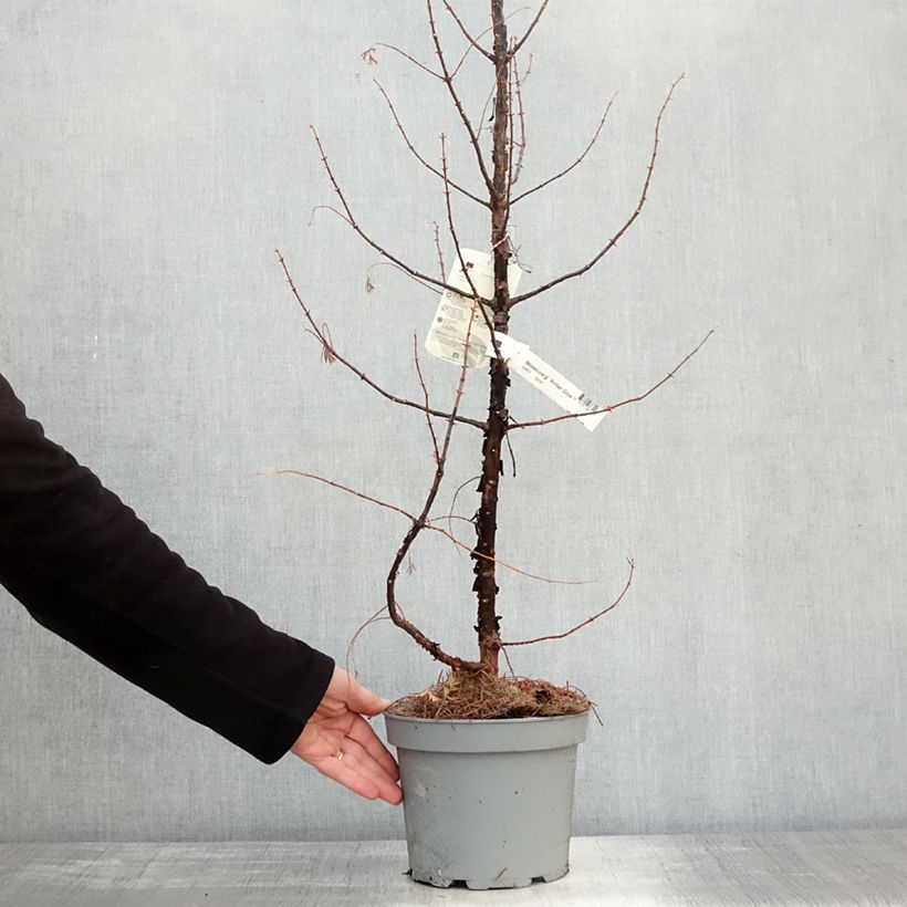Metasequoia glyptostroboides Amber Glow - Dawn Redwood 4L/5L pot sample as delivered in autumn
