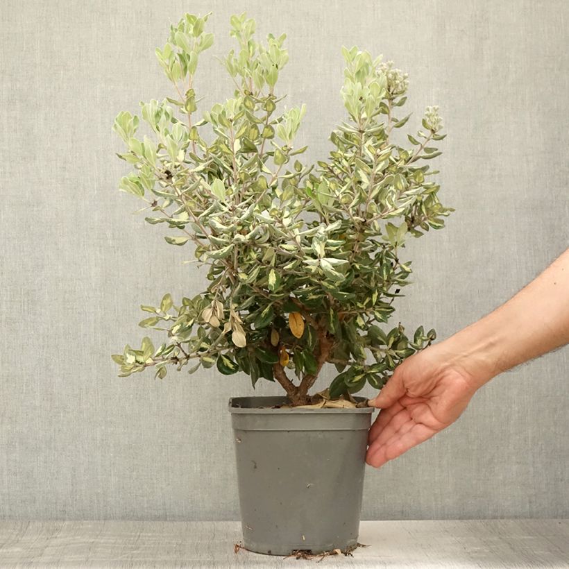 Metrosideros kermadecensis Aureomarginata 4L/5L pot sample as delivered in summer