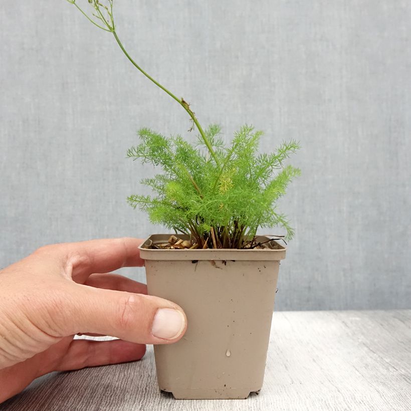Meum athamanticum 8/9 cm pot sample as delivered in summer