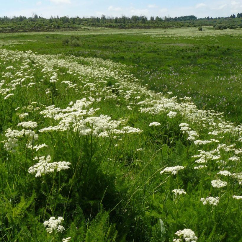 Meum athamanticum (Plant habit)