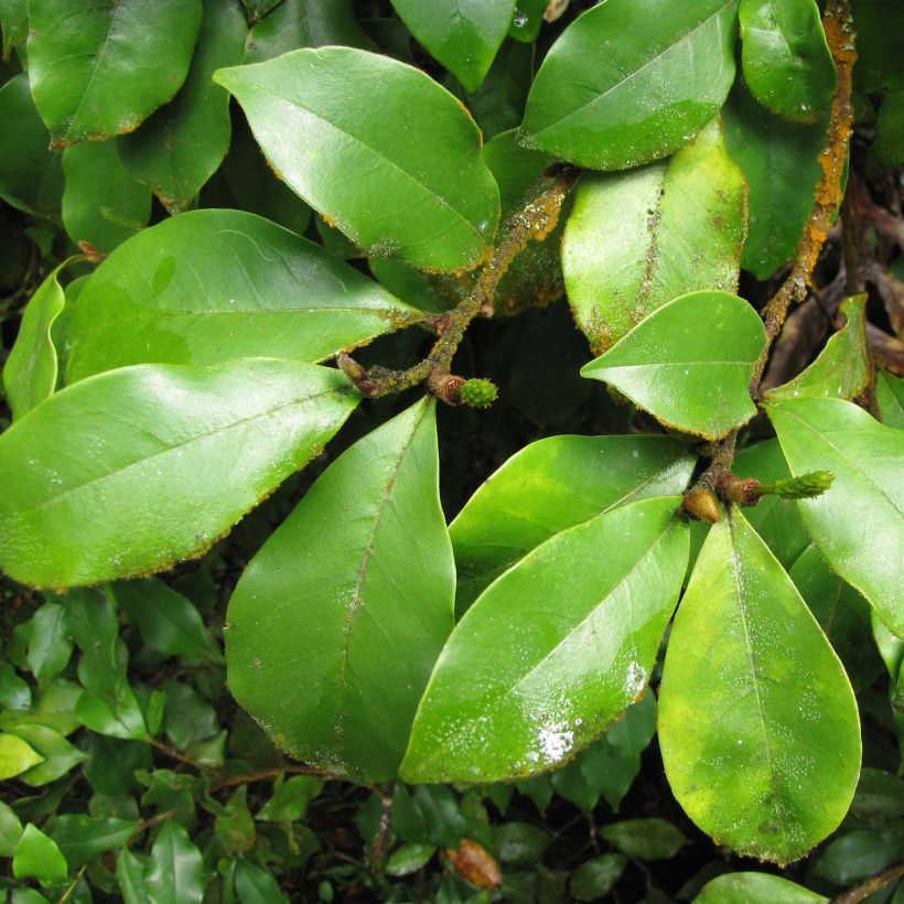 Michelia figo (Foliage)