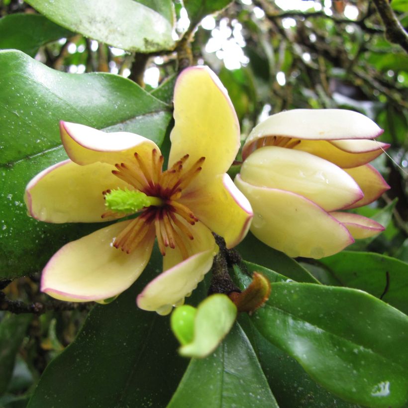 Michelia figo (Flowering)