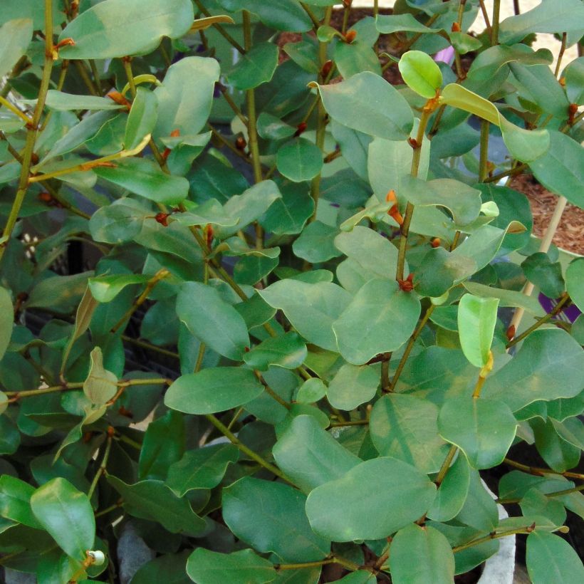 Magnolia yunnanensis Gails Favourite (Foliage)