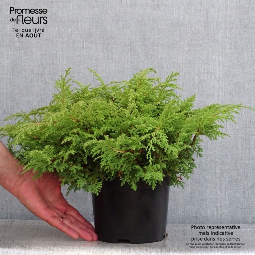 Microbiota decussata Fuzzball® 2L/3L pot sample as delivered in summer