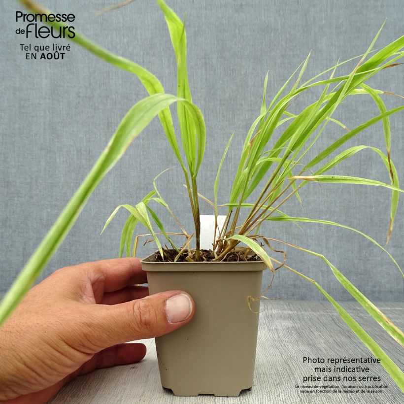 Milium effusum Aureum 8/9 cm pot sample as delivered in summer