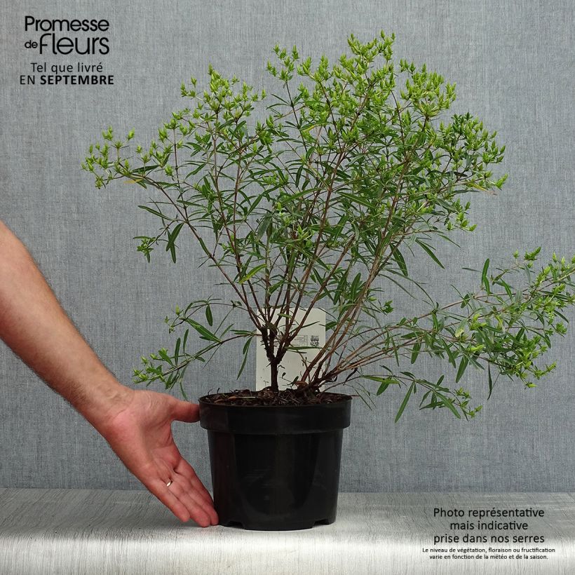 Hypericum kalmianum Gemo - St. John's wort 3L/4L pot sample as delivered in summer