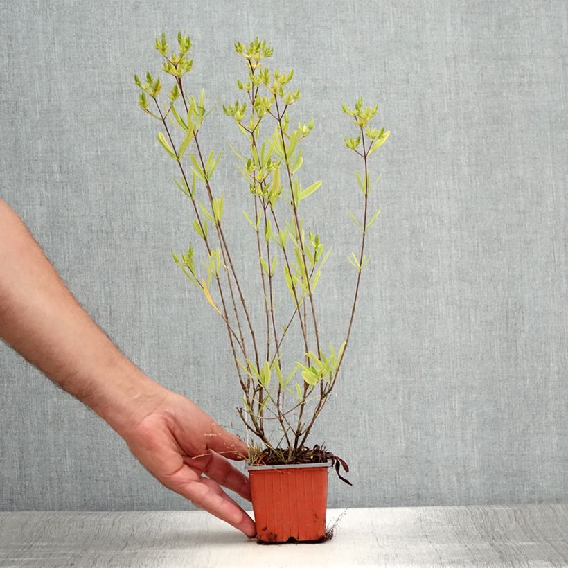 Hypericum densiflorum Buttercup - St. John's wort 8/9 cm pot sample as delivered in summer