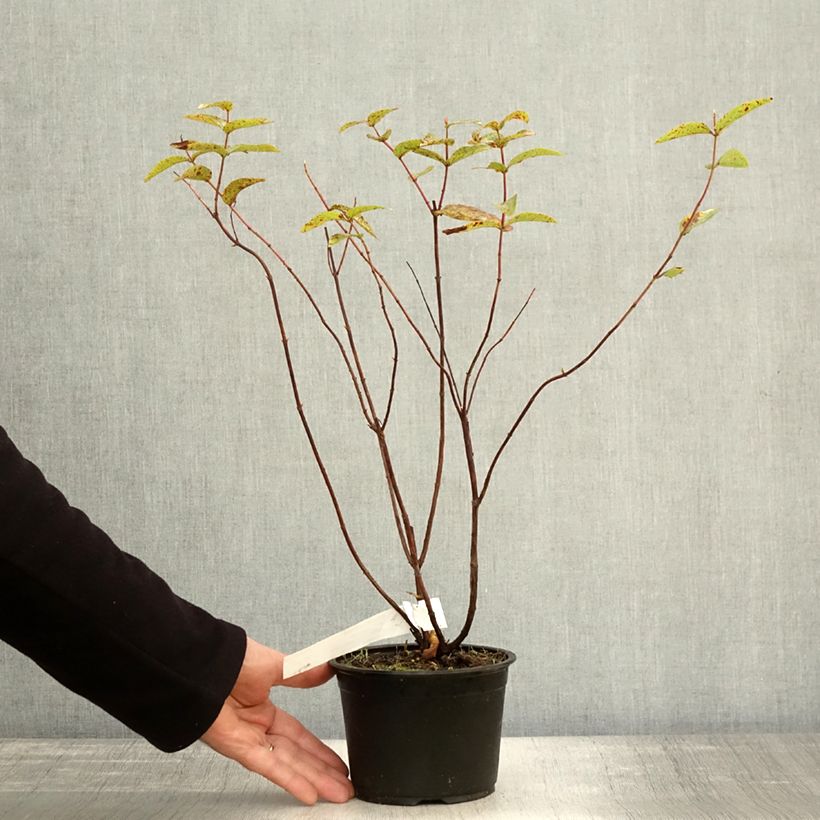 Hypericum inodorum Elstead - St. John's wort 1.5L/2L pot sample as delivered in autumn