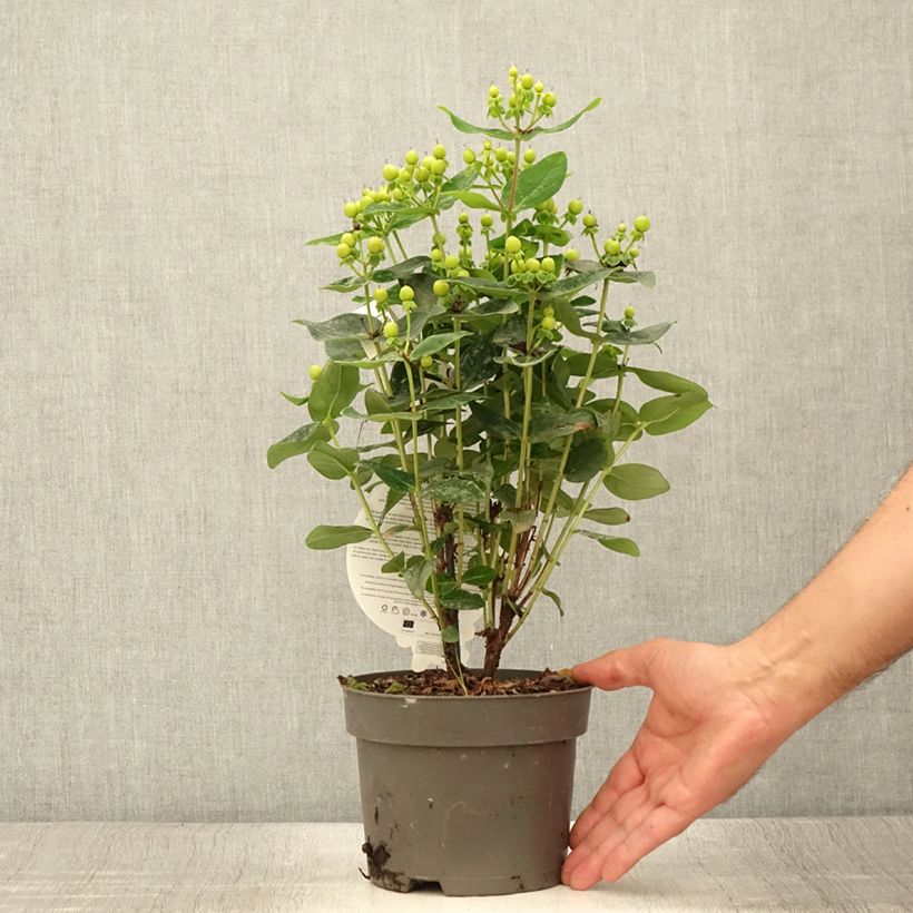 Hypericum inodorum Miracle Pistache Allpista - St. John's wort 12cm pot sample as delivered in summer
