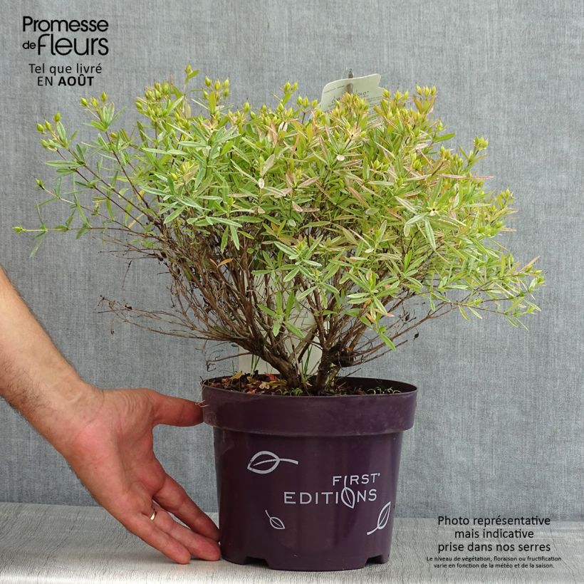 Hypericum kalmianum Cobalt-n-Gold - St. John's wort 2L/3L pot sample as delivered in summer