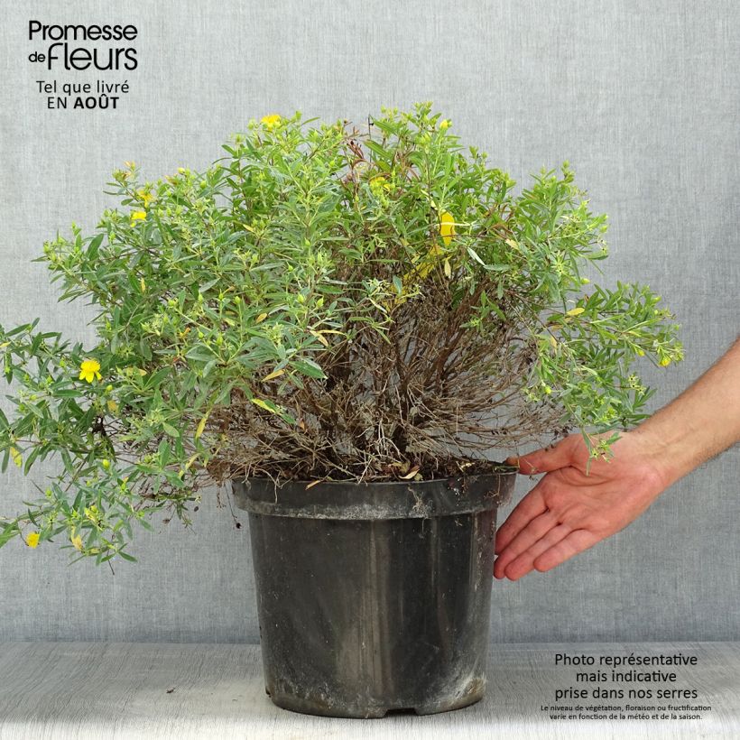 Hypericum kalmianum Cobalt-n-Gold - St. John's wort 7.5L/10L pot sample as delivered in summer