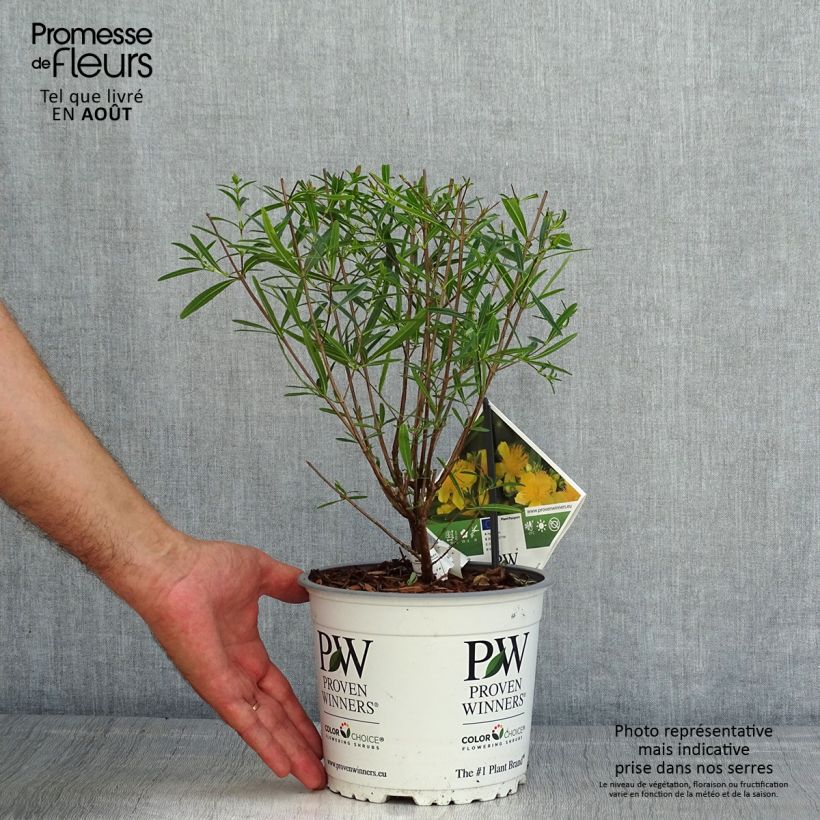 Hypericum kalmianum Sunny Boulevard Proven Winners - St. John's wort 2L/3L pot sample as delivered in summer