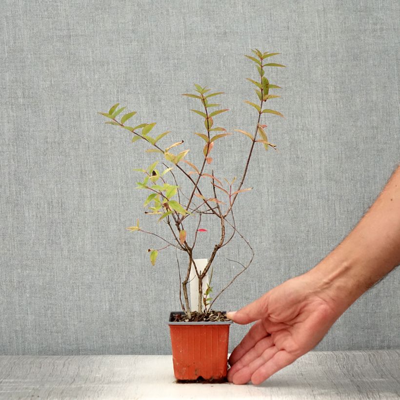 Hypericum x moserianum Tricolor - St. John's wort 8/9 cm pot sample as delivered in summer