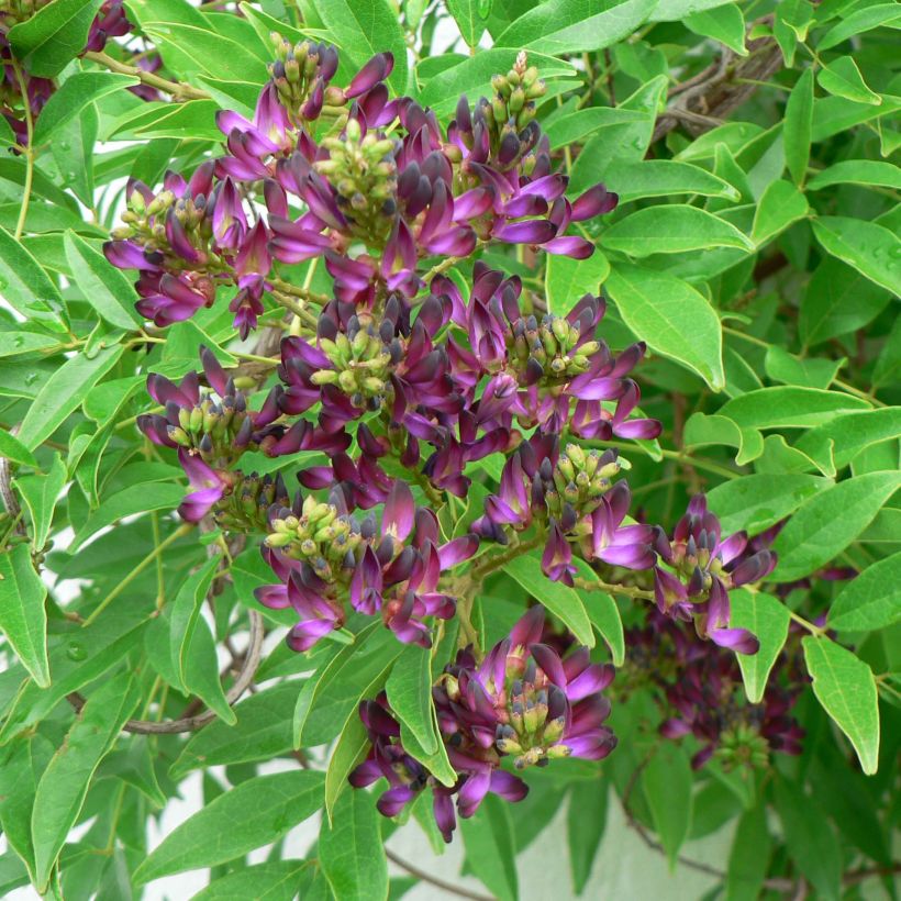 Millettia japonica Satsuma (Flowering)