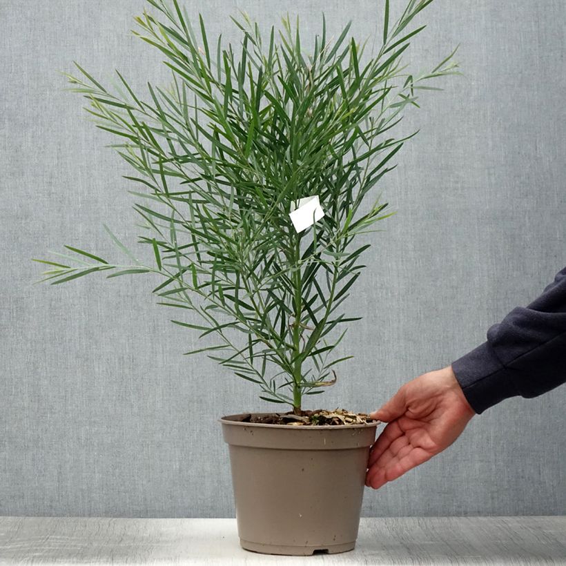 Acacia iteaphylla 4L/5L pot sample as delivered in summer