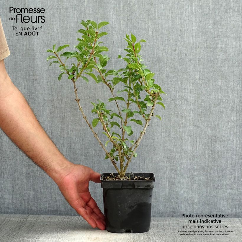 Forsythia intermedia MINDOR 2L/3L pot sample as delivered in summer