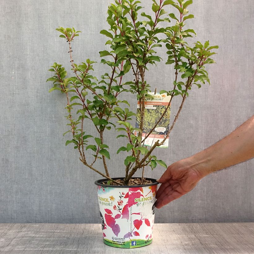 Forsythia intermedia MINDOR 4L/5L pot sample as delivered in summer