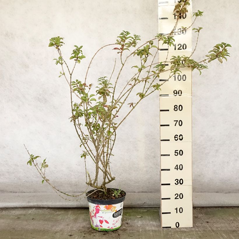 Forsythia intermedia MINDOR 7.5L/10L pot sample as delivered in summer